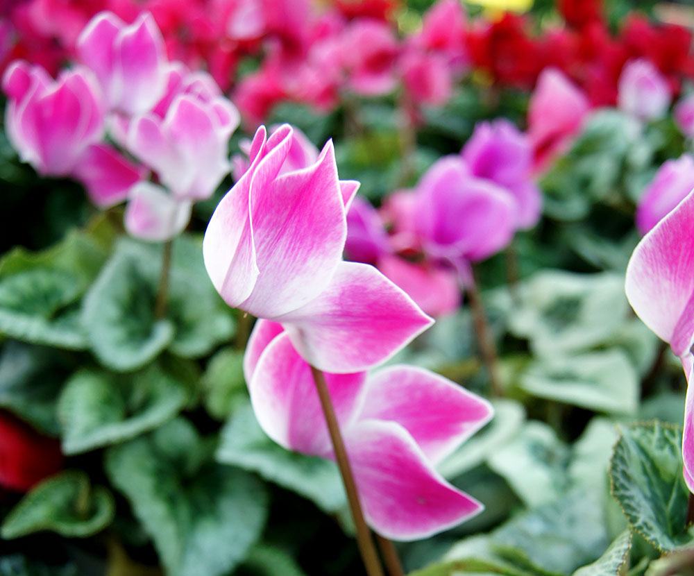 Flores de Cyclamen persicum