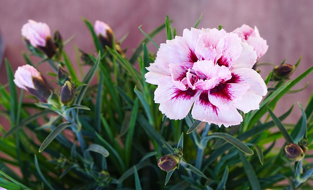 Planta de Dianthus caryophyllus