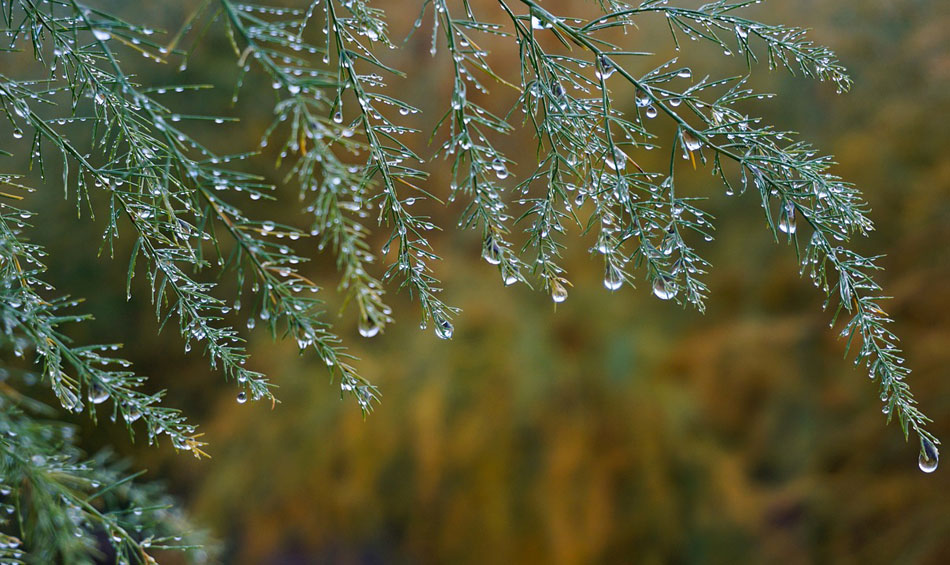 Asparagus sprengeri, lluvia