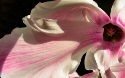 Cyclamen persicum