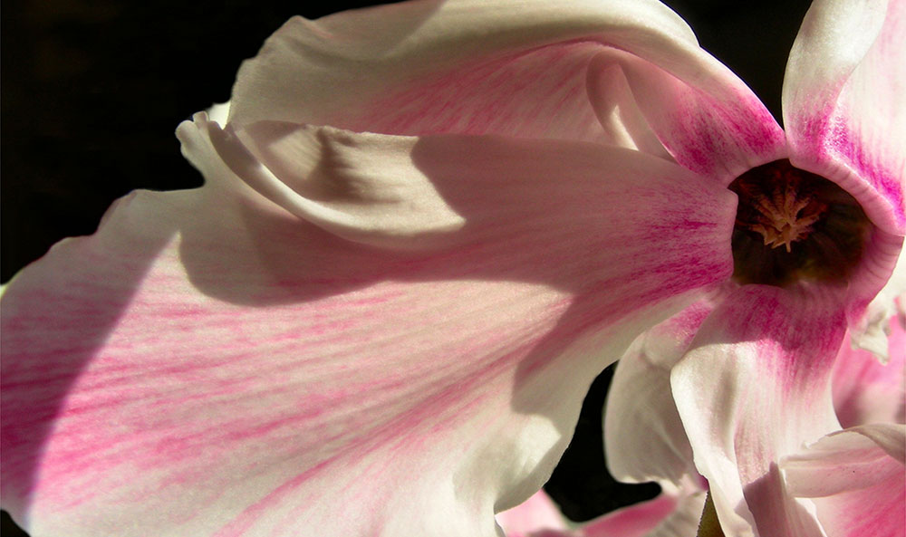 Flor de Cyclamen persicum