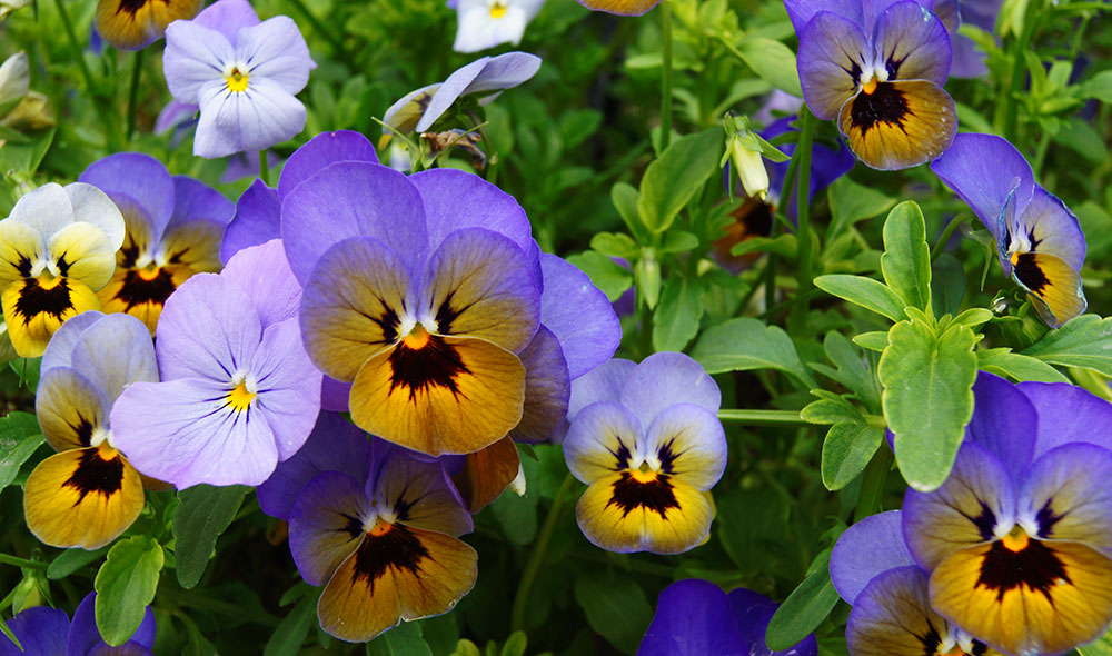 Flores de Viola cornuta