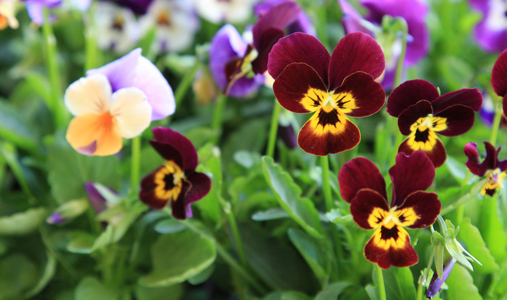 Flores de Viola cornuta