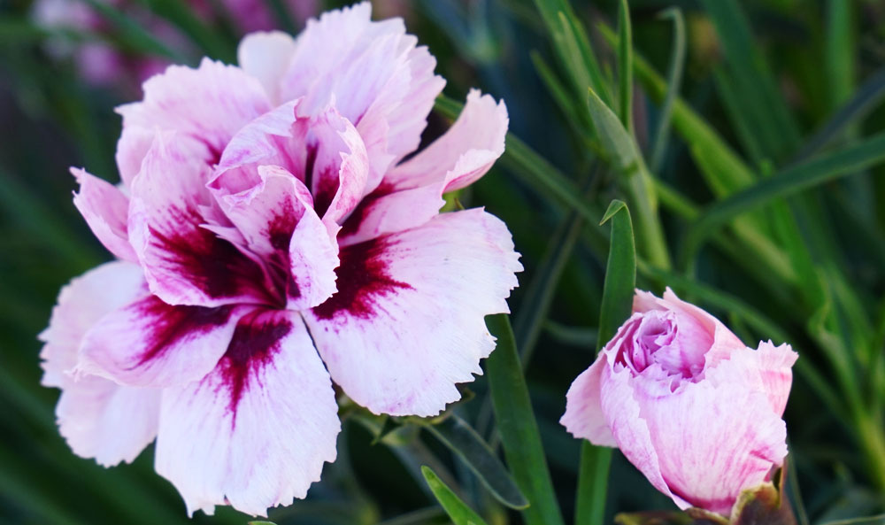 Dianthus caryophyllus