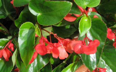 Begonia Dragon Wing