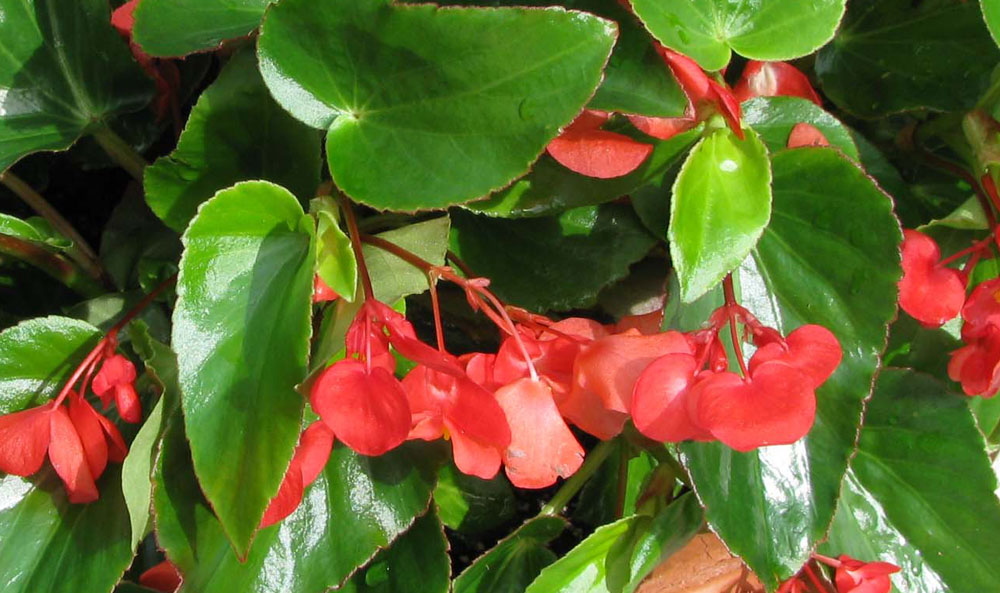 Begonia Dragon Wing, flor