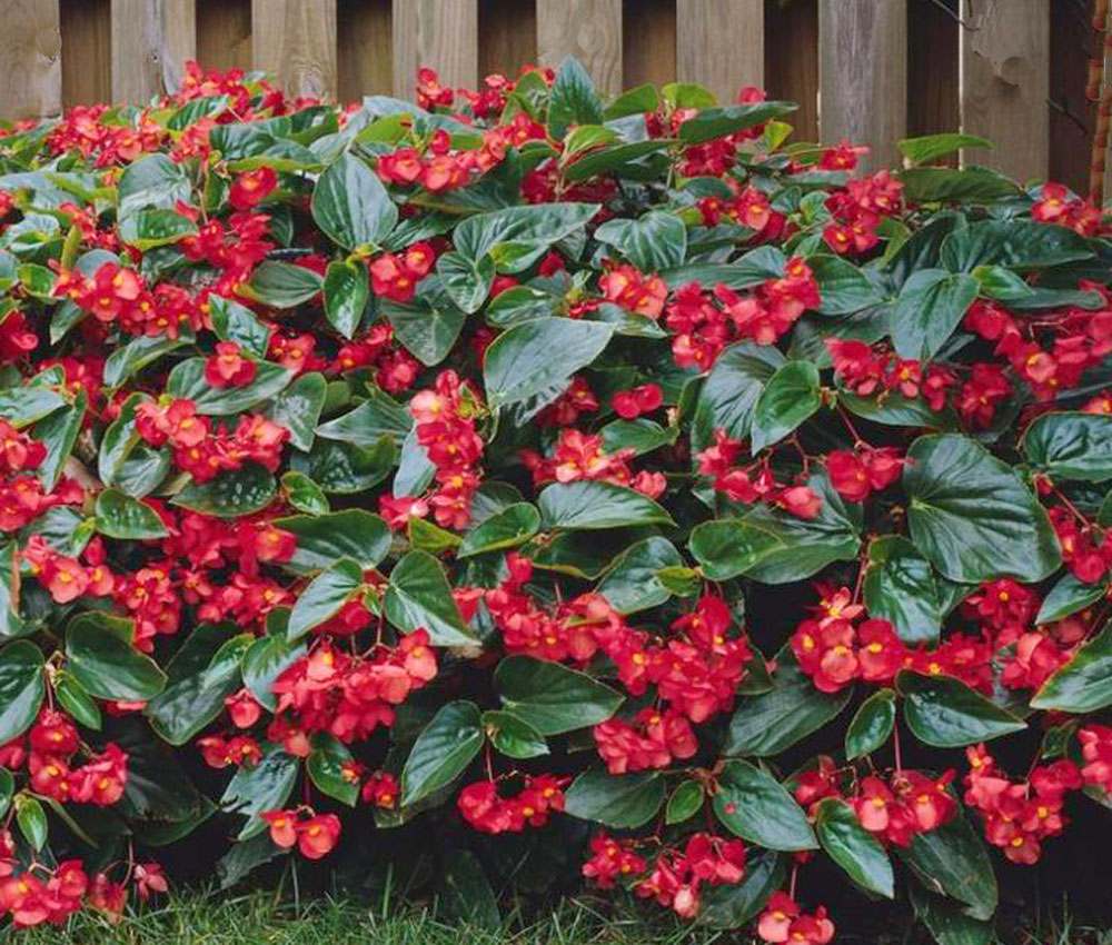 Begonia dragon Wing en jardín