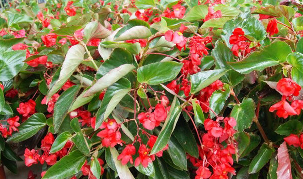 Begonia dragon Wing en plena floración