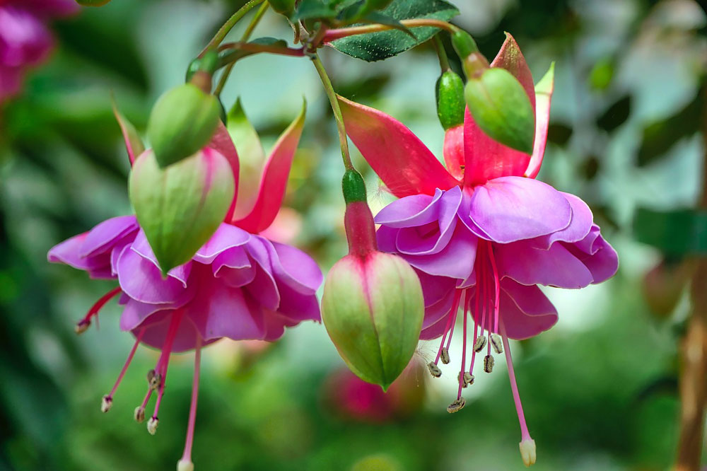 Fuchsia hybrida en Hortplant