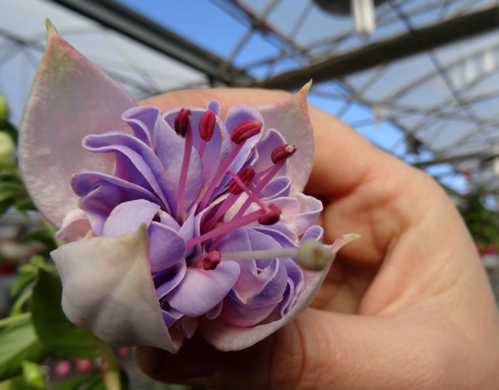 Fuchsia hybrida en Hortplant