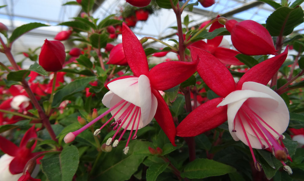 Fuchsia hybrida en Hortplant