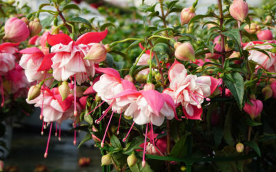 Fuchsia hybrida