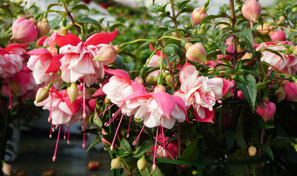 Fuchsia hybrida en Hortplant