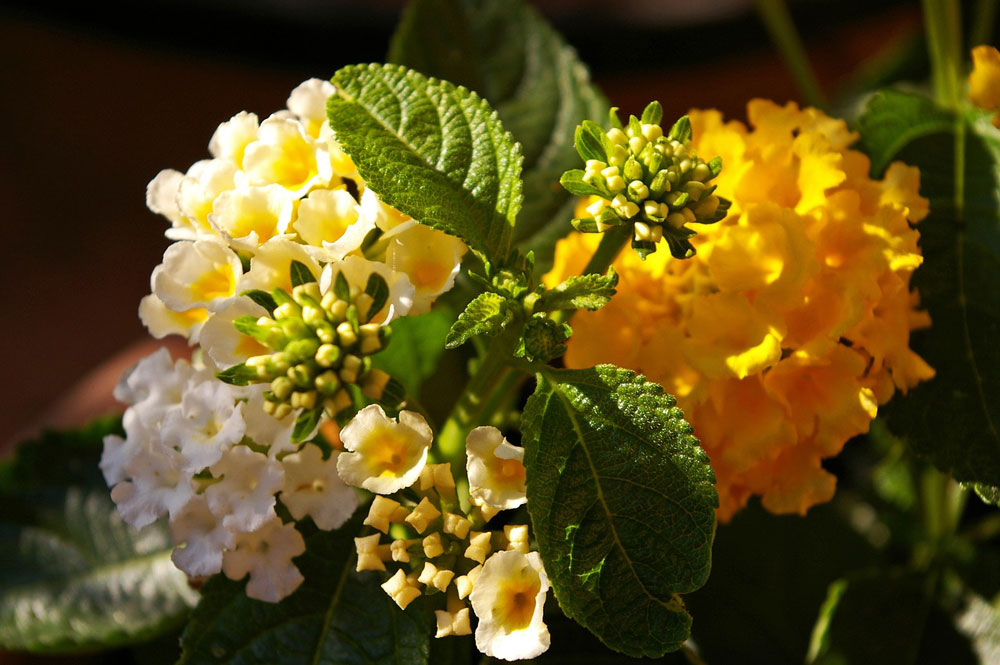 Lantana camara amarillo-blanco