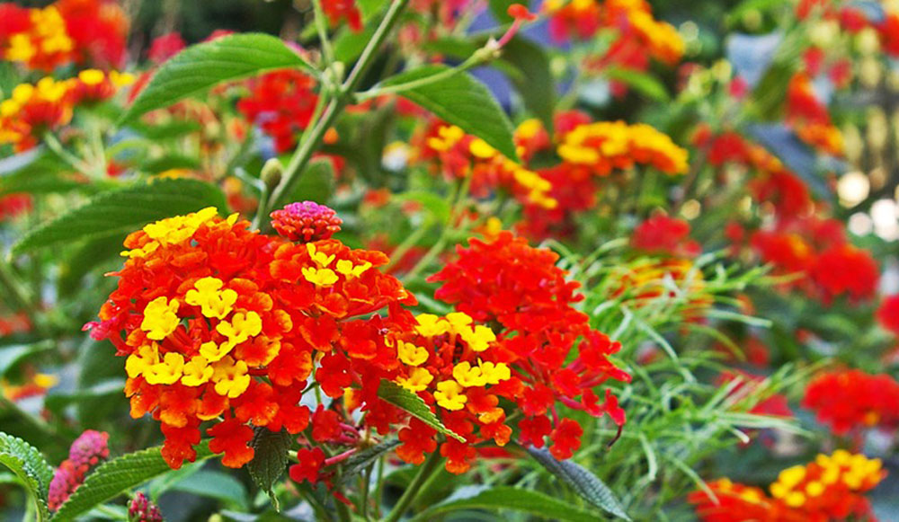 Lantana camara bicolor