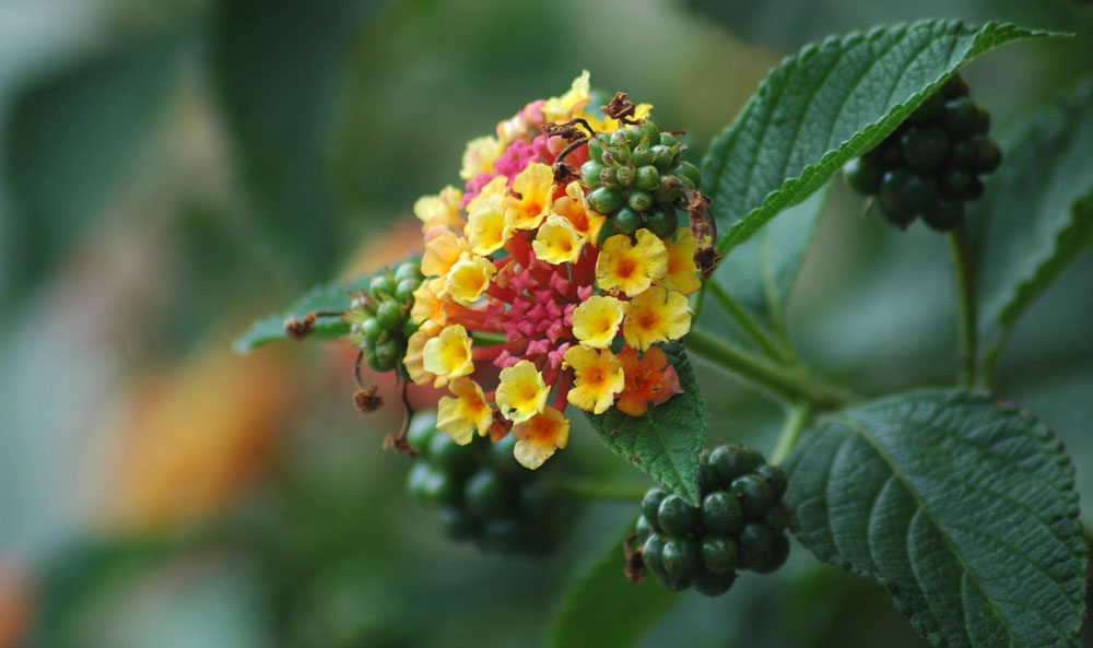 Flor y fruto en Lantana camara