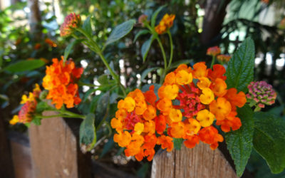 Lantana camara