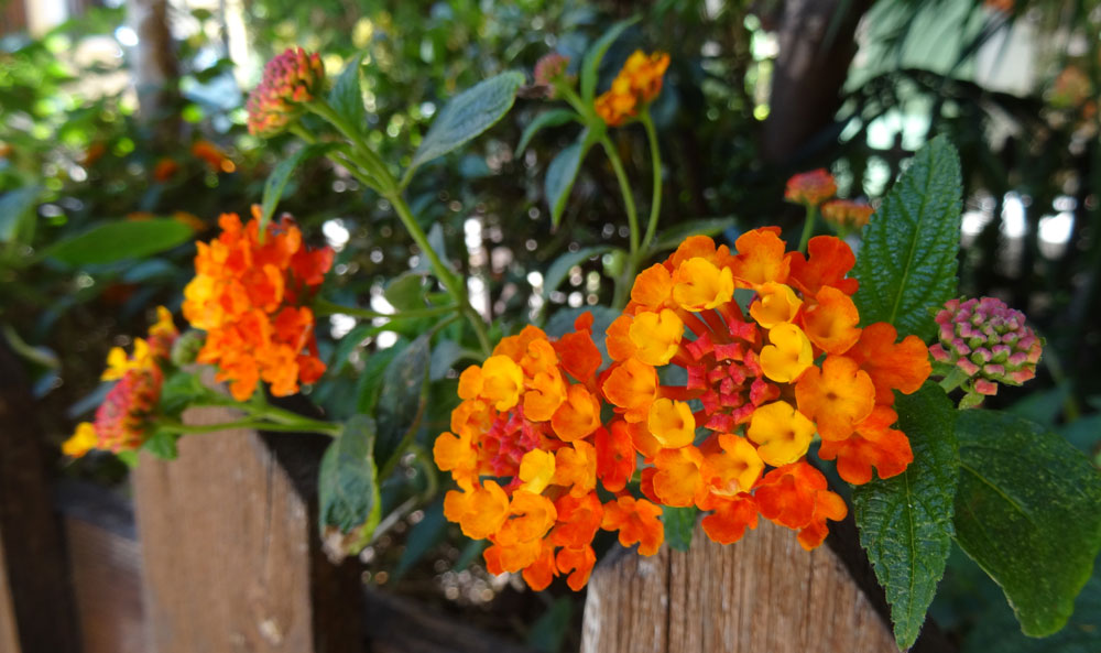 Lantana en jardín de playa