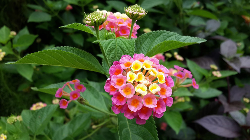 Lantana camara rosa-amarillo