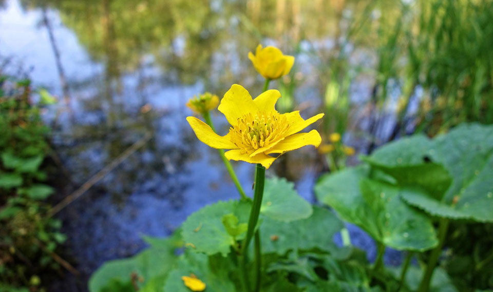 Caltha palustris, planta acuática