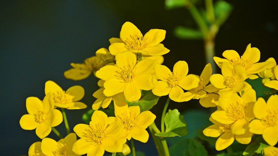 Caltha palustris, planta acuática