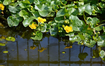 Caltha palustris