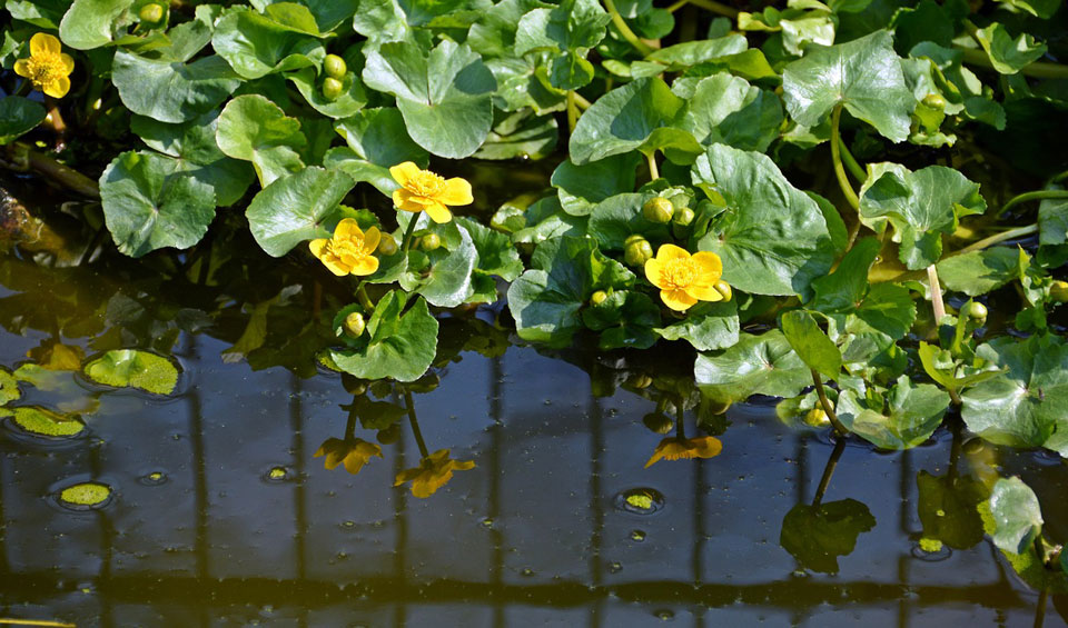 Caltha palustris, planta acuática