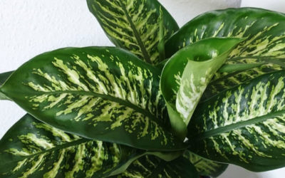 Dieffenbachia Tropic