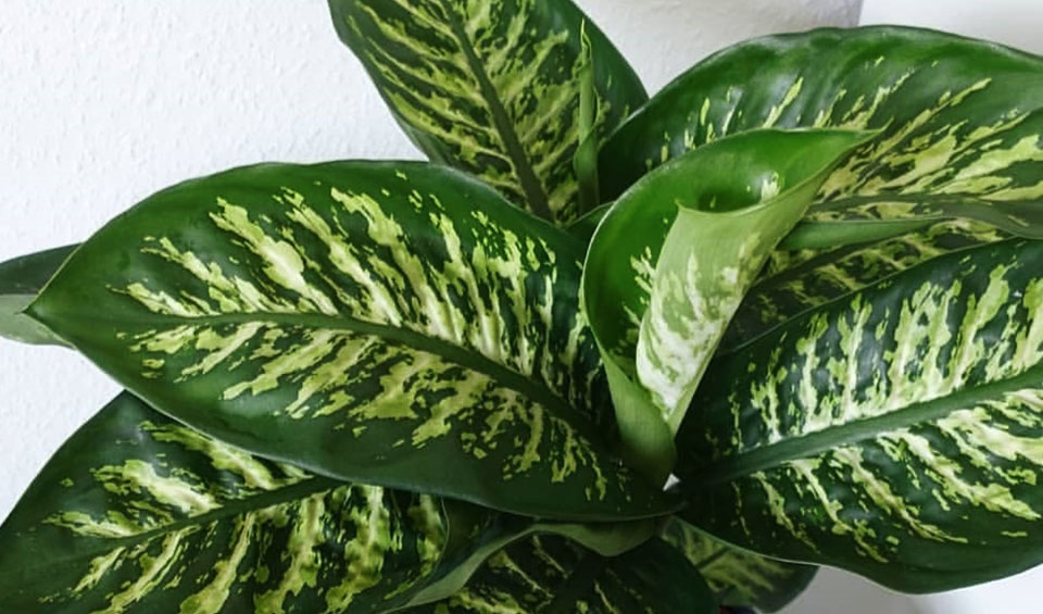 Dieffenbachia Tropic