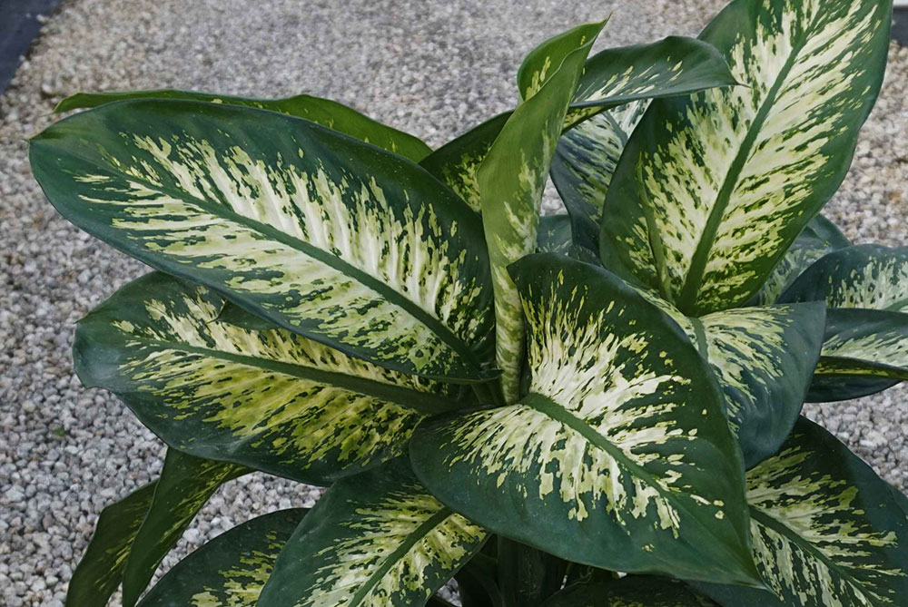 Dieffenbachia Tropic