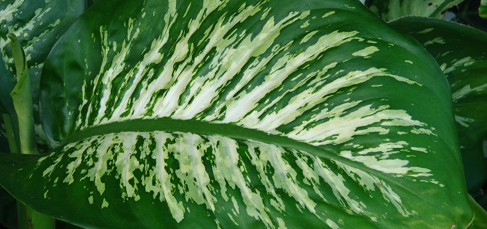 Dieffenbachia Tropic