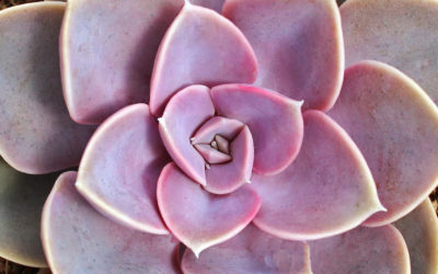 Echeveria ‘Perle von Nürnberg’