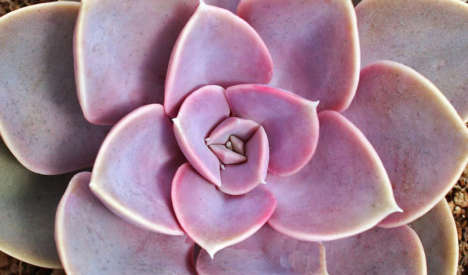 Echeveria ‘Perle von Nürnberg’