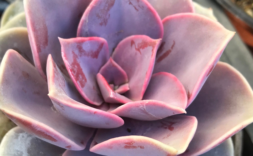 Suculenta, Echeveria ‘Perle von Nürnberg’