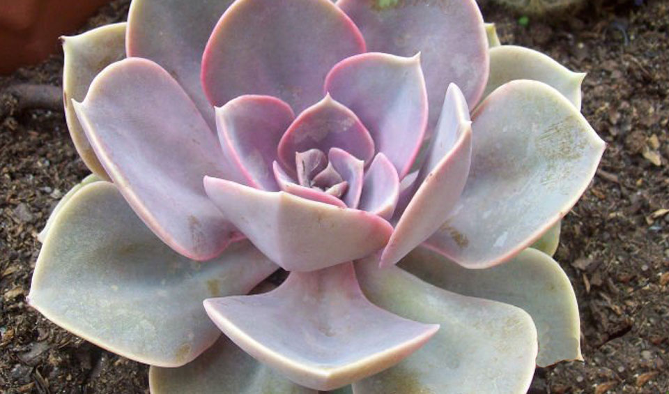 «Echeveria ‘Perle von Nürnberg’: Una Joya de la Naturaleza»