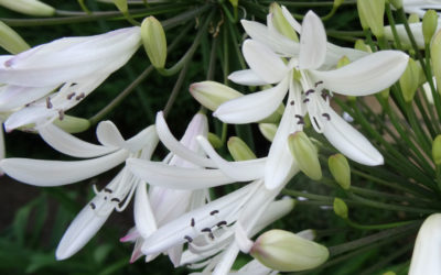 Agapanthus africanus