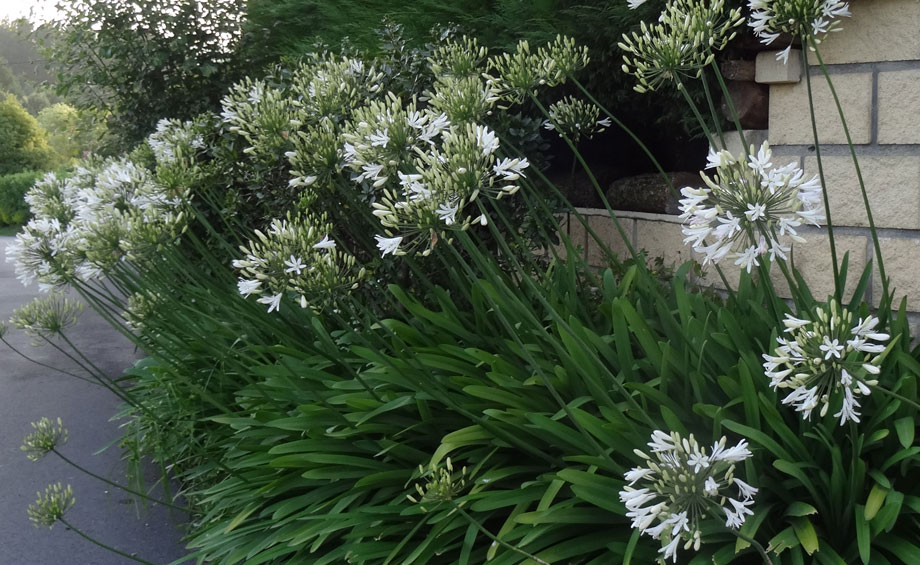 Agapanthus africanus blanco