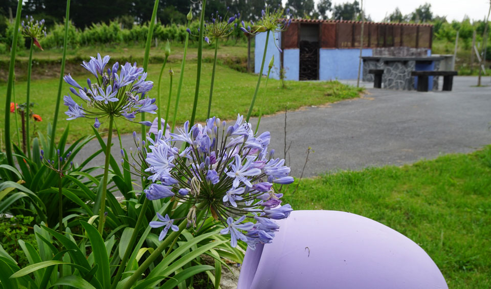 Agapanthus africanus azul