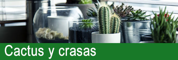 Cactus y plantas crasas