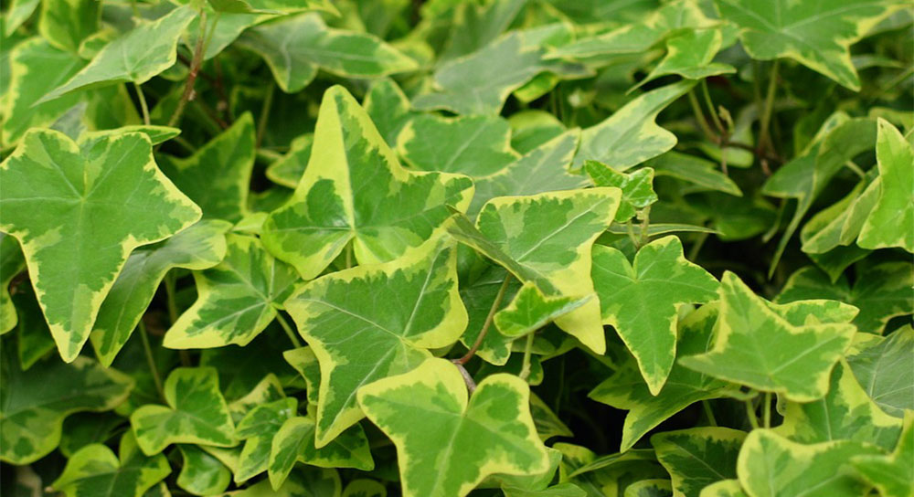 Hedera helix