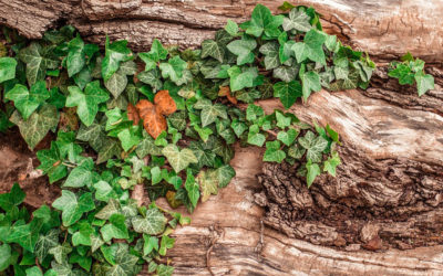 Hedera helix