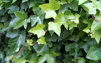 Hedera helix