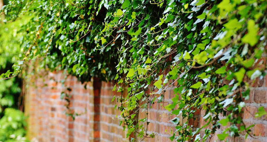 Hedera helix sobre muro