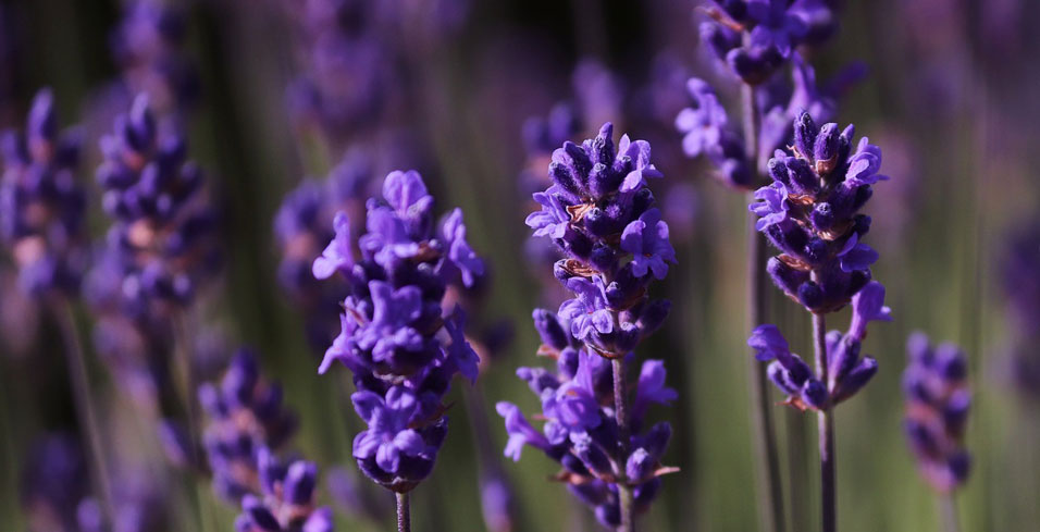 Flor de Lavandula dentata