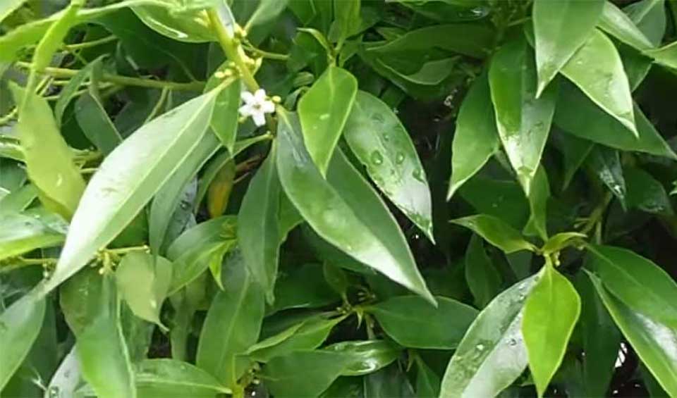Myoporum