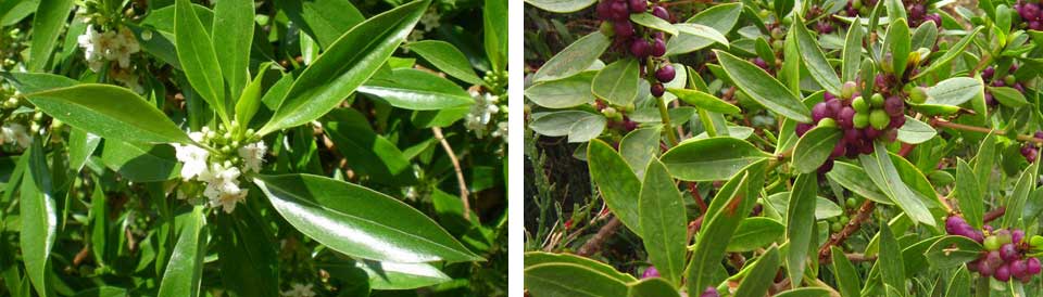 Myoporum, flor y fruto