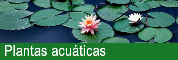 Plantas acuáticas