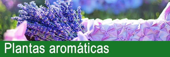 Plantas aromáticas