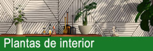 Plantas de interior