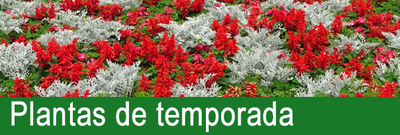 Plantas de temporada